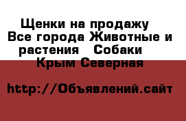 Щенки на продажу - Все города Животные и растения » Собаки   . Крым,Северная